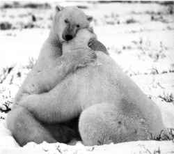 nuevo 12.jpg (6380 bytes)